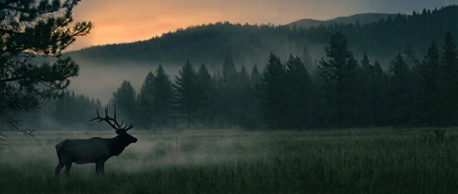 Bull elk silhouetted in a foggy Arizona pine forest at dusk